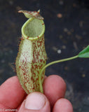 Nepenthes spectabilis x mira BE-3795