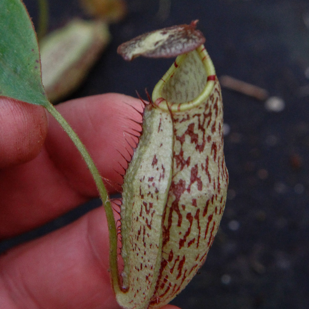 
                      
                        Nepenthes spectabilis x mira BE-3795
                      
                    