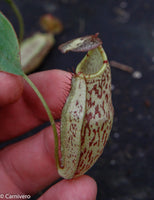 Nepenthes spectabilis x mira BE-3795