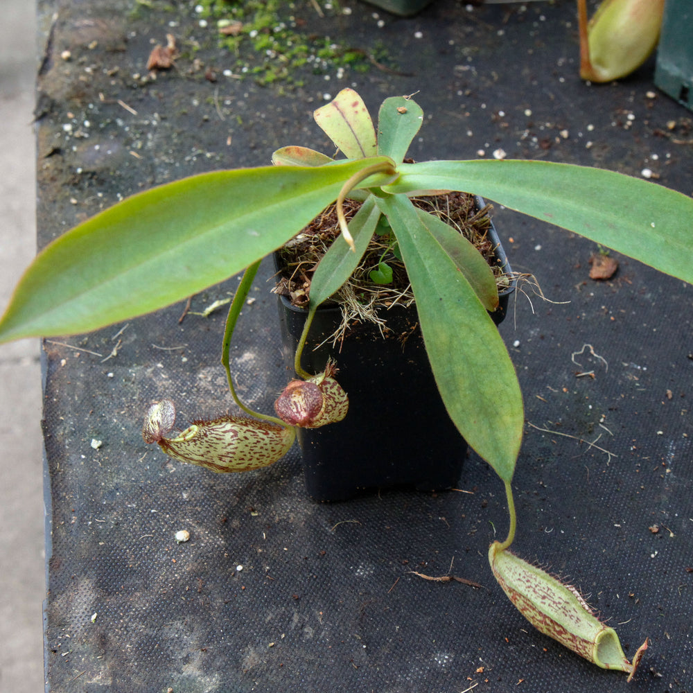 
                      
                        Nepenthes spectabilis x mira BE-3795
                      
                    