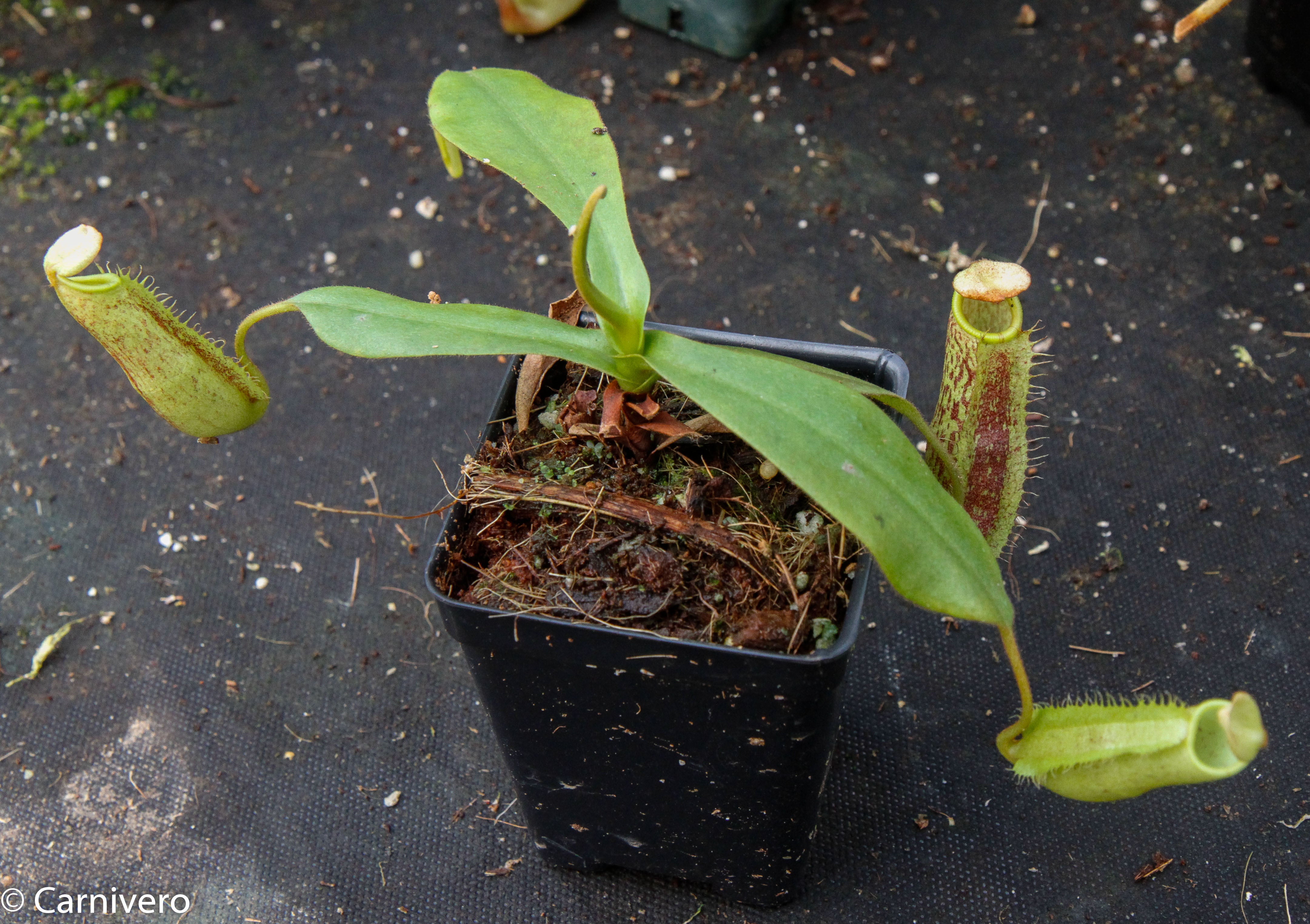 Nepenthes spectabilis x platychila BE-3760 – Carnivero