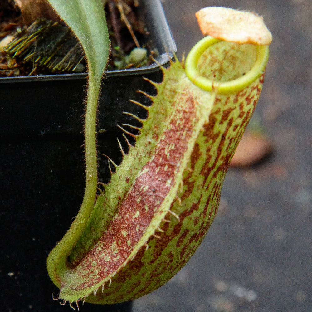 
                      
                        Nepenthes spectabilis x platychila BE-3760
                      
                    