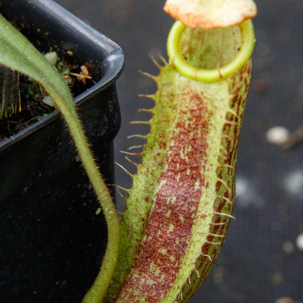 
                      
                        Nepenthes spectabilis x platychila BE-3760
                      
                    