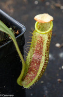 Nepenthes spectabilis x platychila BE-3760