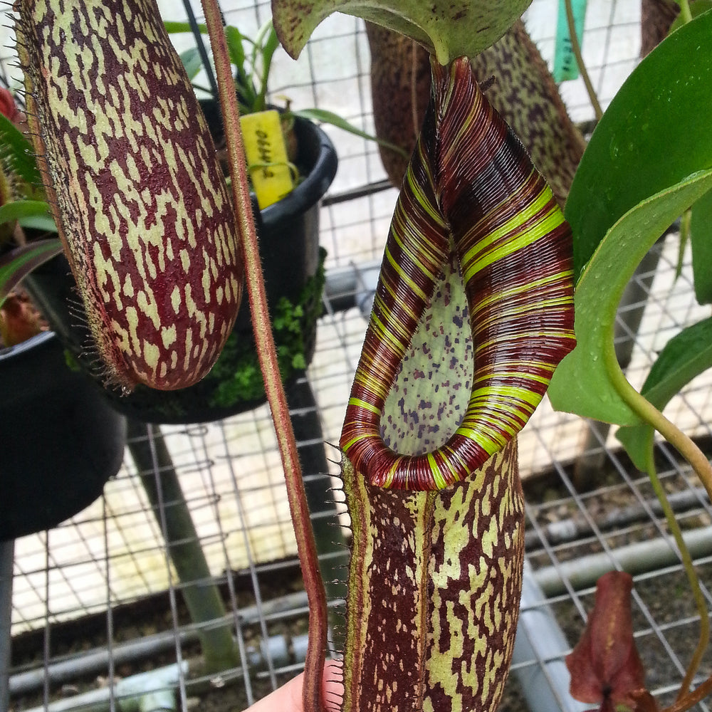 
                      
                        Nepenthes spectabilis x platychila BE-3760
                      
                    