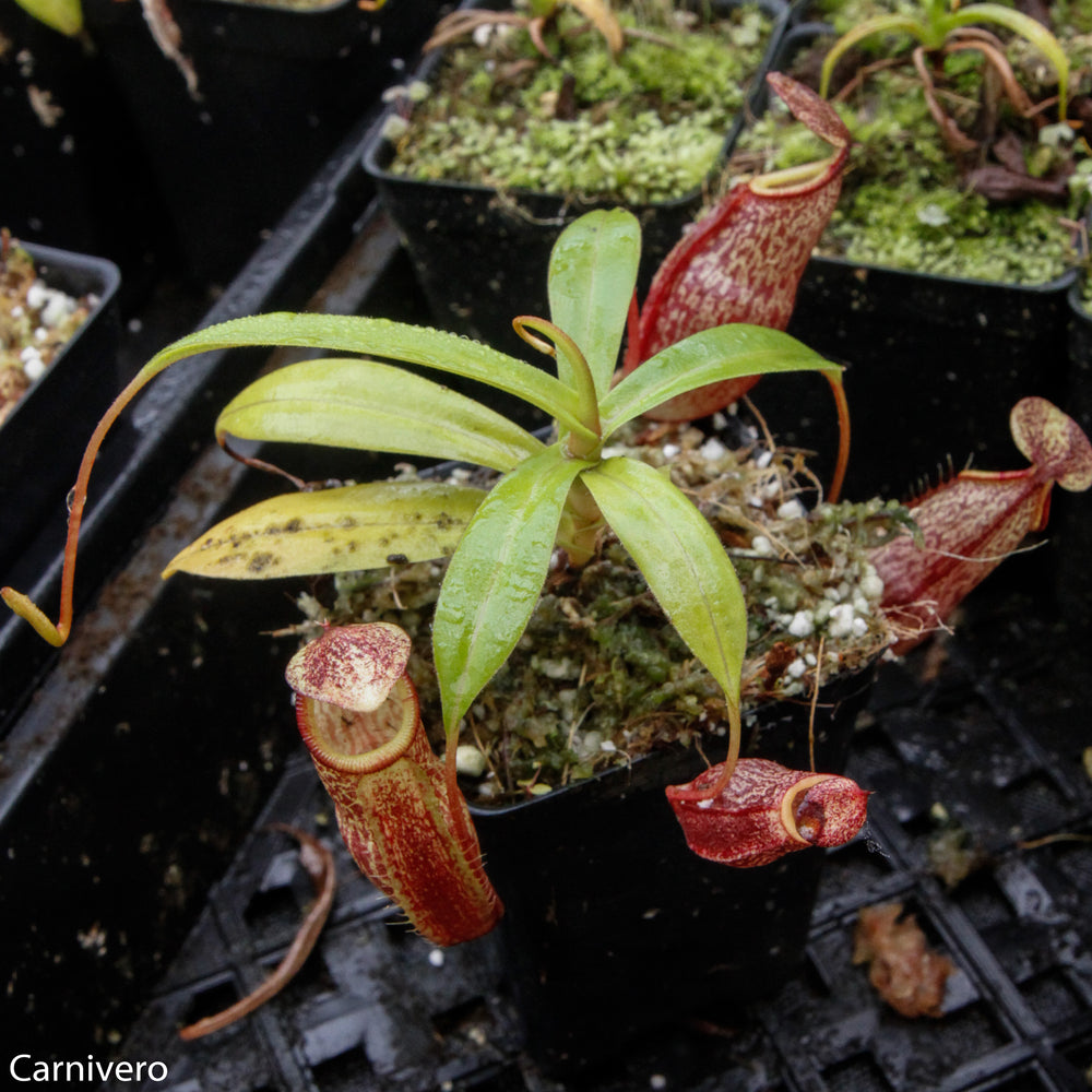 
                      
                        Nepenthes spectabilis x talangensis BE-3769
                      
                    