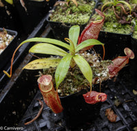 Nepenthes spectabilis x talangensis BE-3769