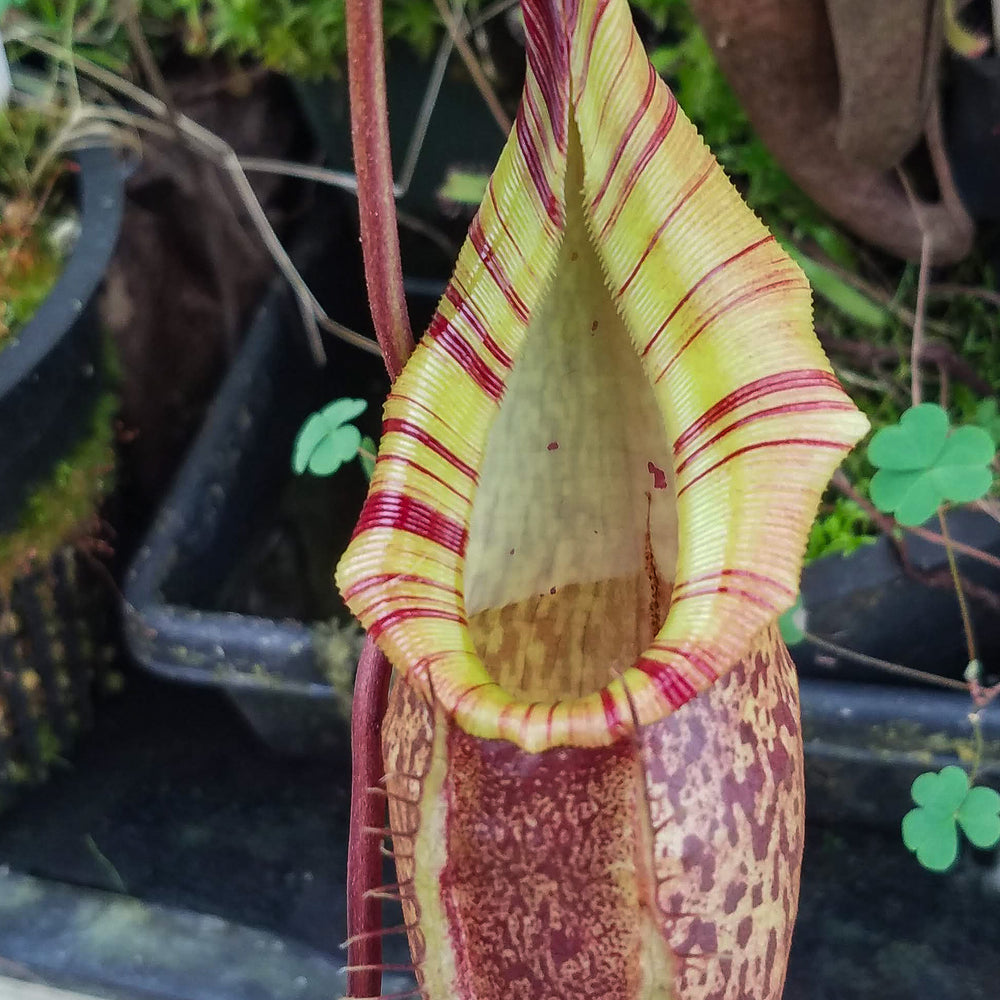 
                      
                        Nepenthes spectabilis x talangensis BE-3769
                      
                    