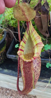 Nepenthes spectabilis x talangensis BE-3769