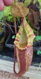 Nepenthes spectabilis x talangensis BE-3769