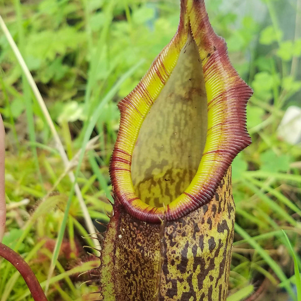 
                      
                        Nepenthes spectabilis x talangensis BE-3769
                      
                    