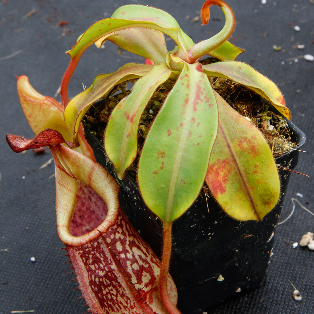 
                      
                        Nepenthes spectabilis x veitchii
                      
                    