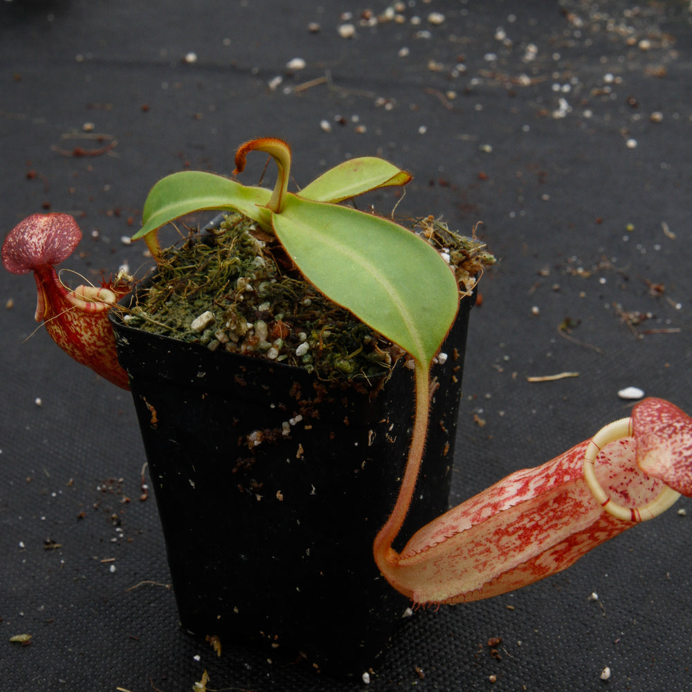 
                      
                        Nepenthes spectabilis x veitchii
                      
                    