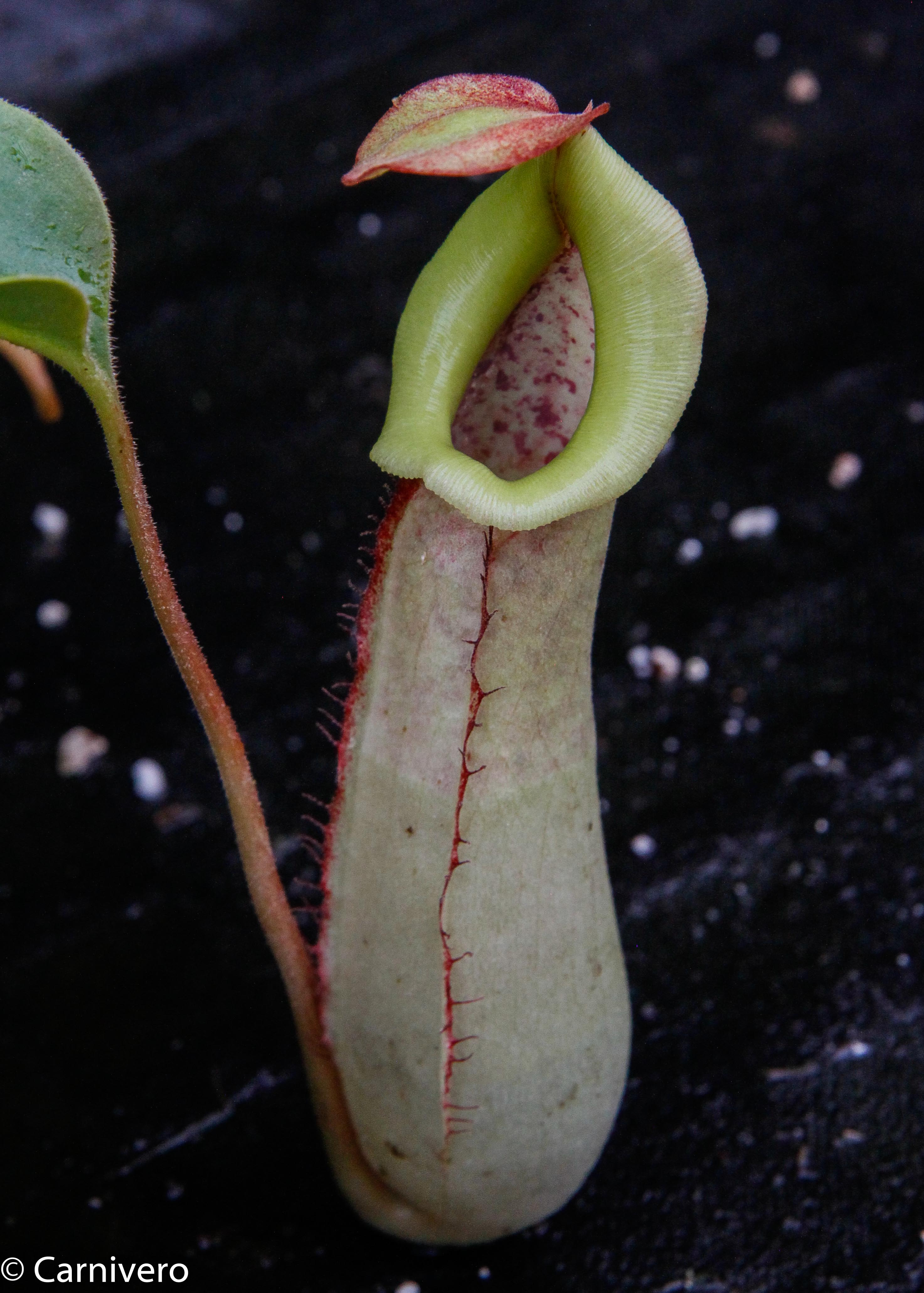 タバネサンゴ Nepenthes Splendid Diana x truncata – Carnivero