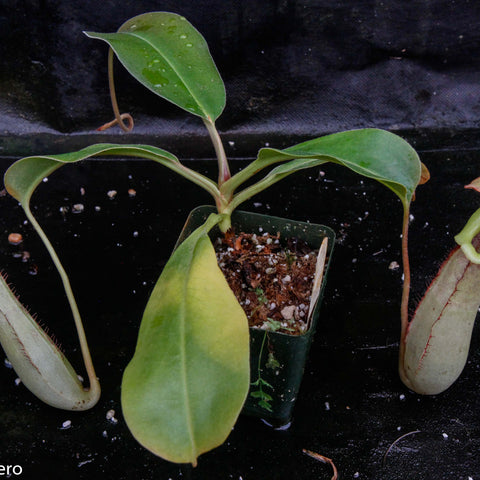 Juvenile Nepenthes Splendid Diana x truncata with long curved leaves and pale elongated pitchers flanking a small pot