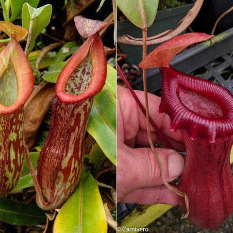 Three views of Nepenthes Splendid Diana x ventricosa red pitchers displaying bold red color and ribbed peristome
