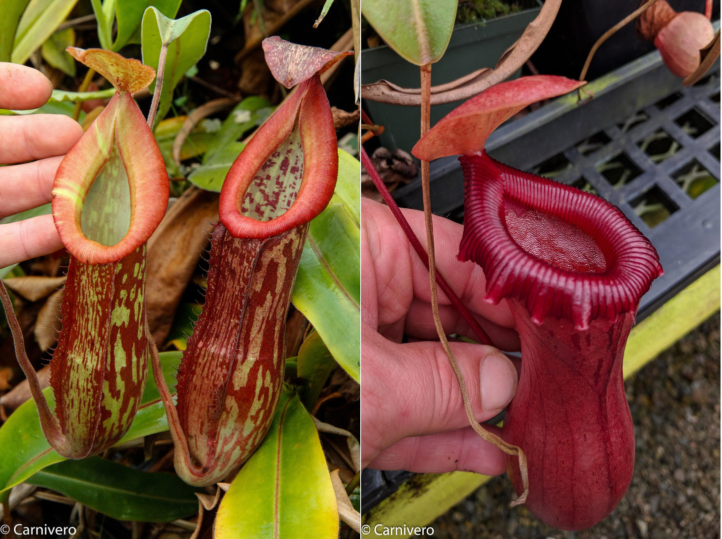 Nepenthes 'Splendid Diana' x ventricosa red, CAR-0019