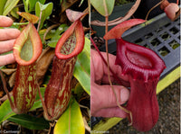 Nepenthes 'Splendid Diana' x ventricosa red, CAR-0019