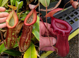 Nepenthes 'Splendid Diana' x ventricosa red, CAR-0019