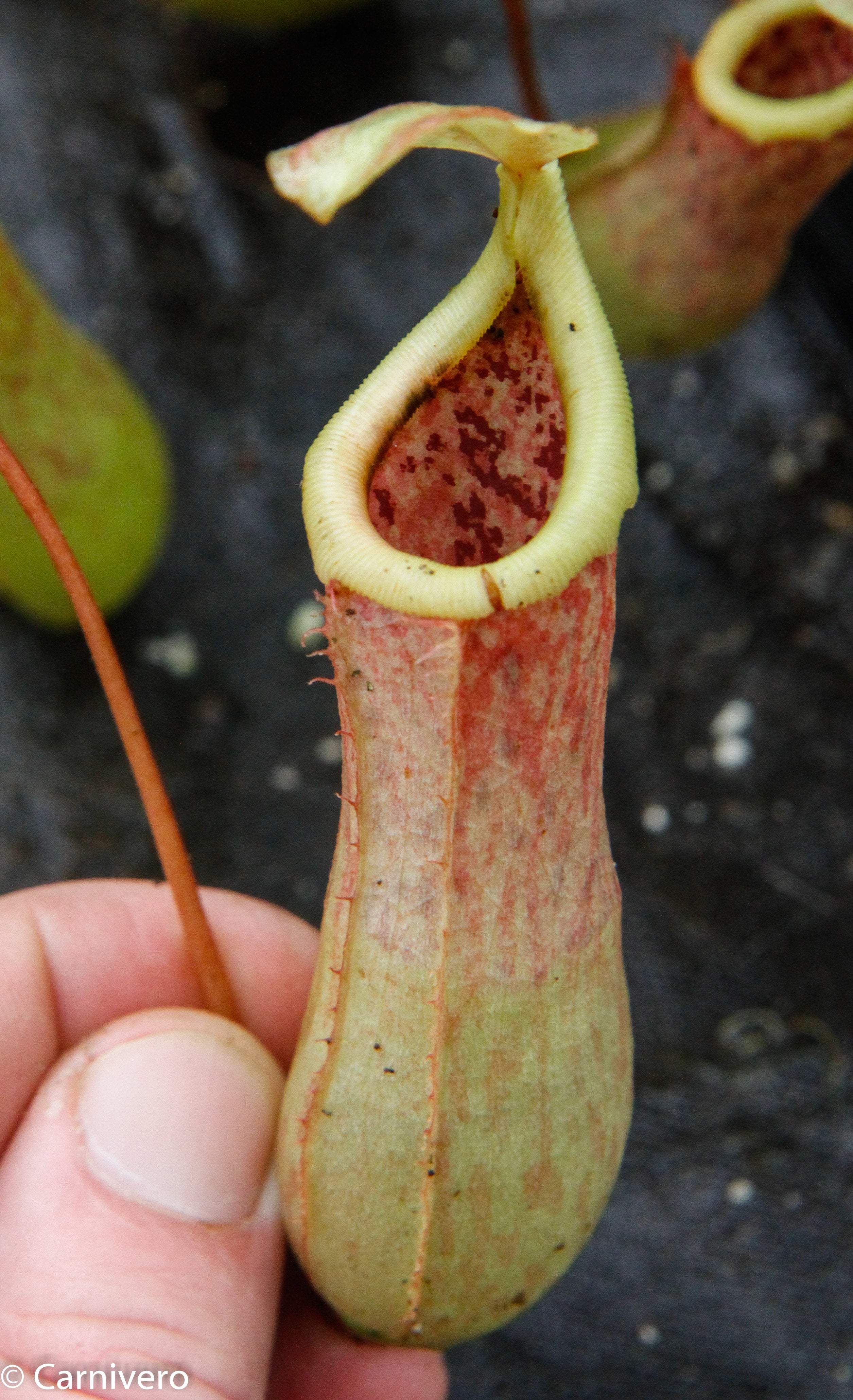 Shop Nepenthes Hybrids (Pitcher Plants) | Carnivero – Page 5