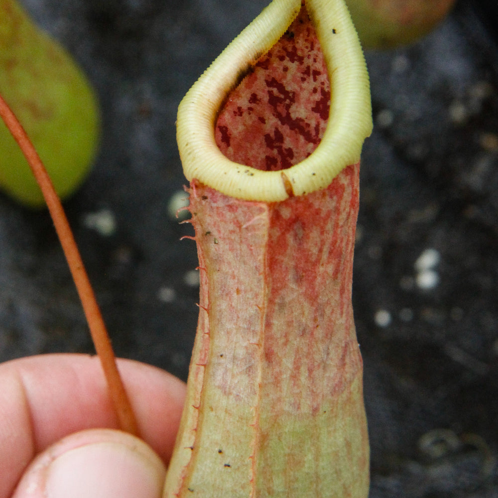 Nepenthes 'Splendid Diana' x ventricosa red, CAR-0019