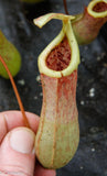 Nepenthes 'Splendid Diana' x ventricosa red, CAR-0019