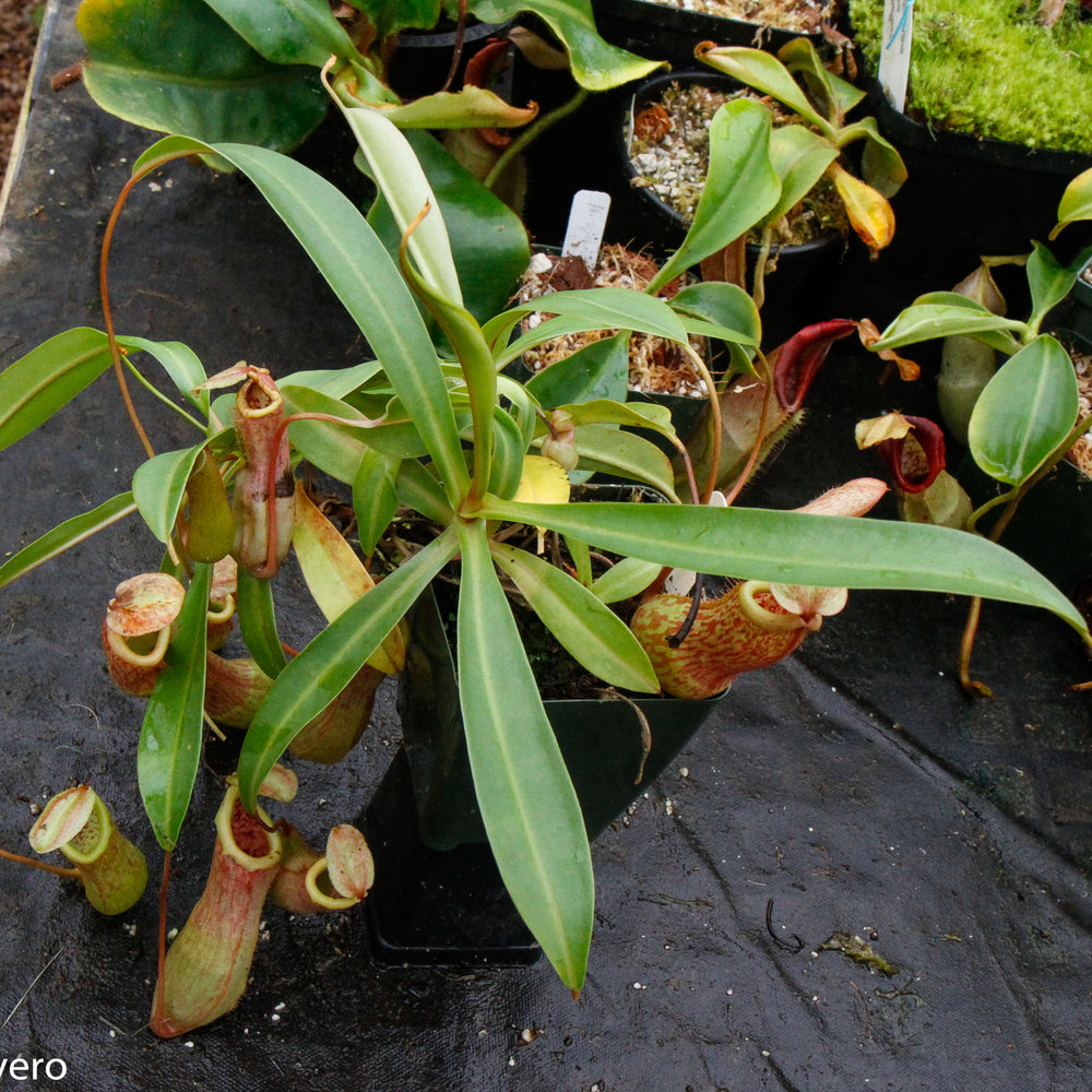 
                      
                        Nepenthes 'Splendid Diana' x ventricosa red, CAR-0019
                      
                    