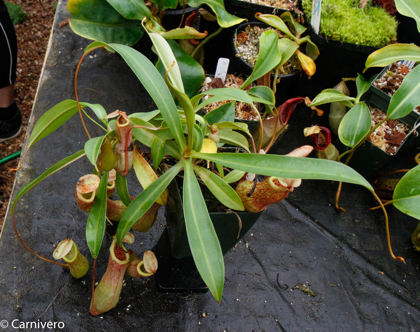 Nepenthes 'Splendid Diana' x ventricosa red, CAR-0019