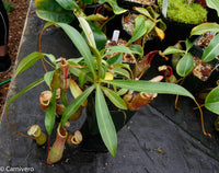 Nepenthes 'Splendid Diana' x ventricosa red, CAR-0019