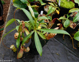 Nepenthes 'Splendid Diana' x ventricosa red, CAR-0019