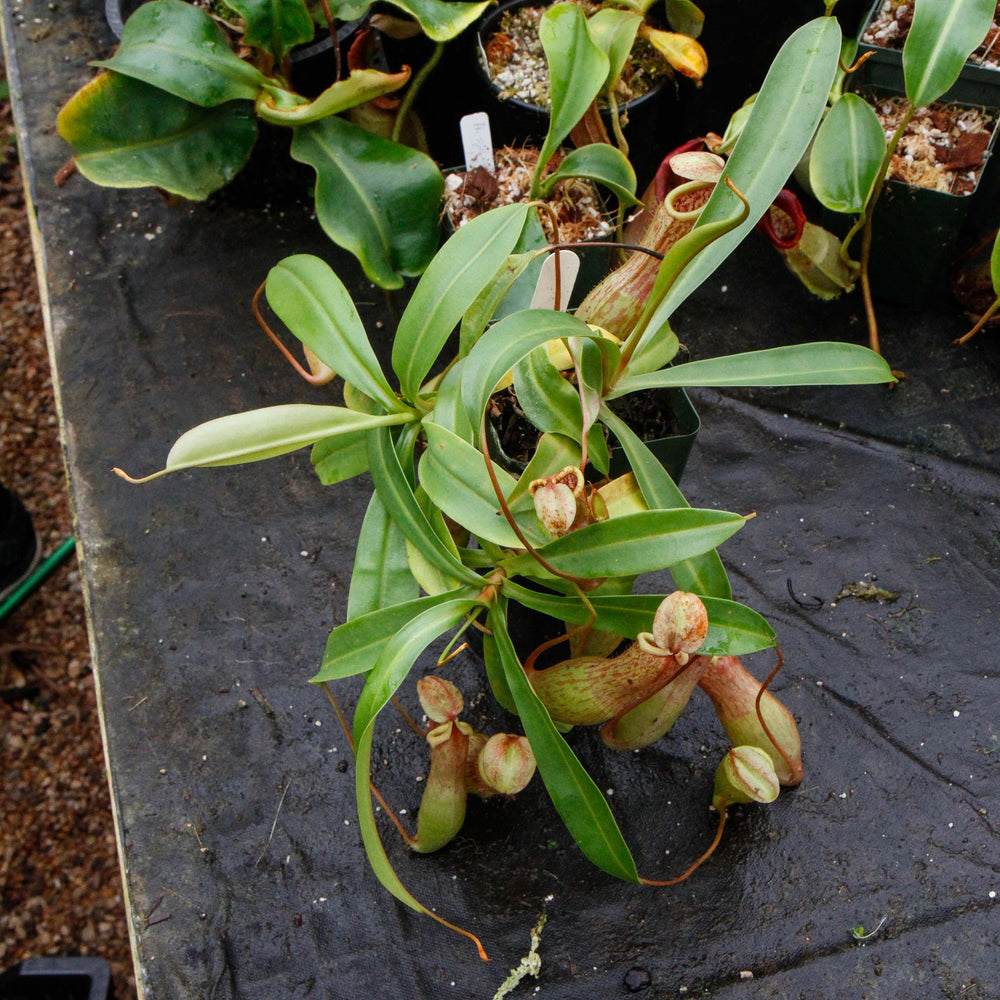 
                      
                        Nepenthes 'Splendid Diana' x ventricosa red, CAR-0019
                      
                    