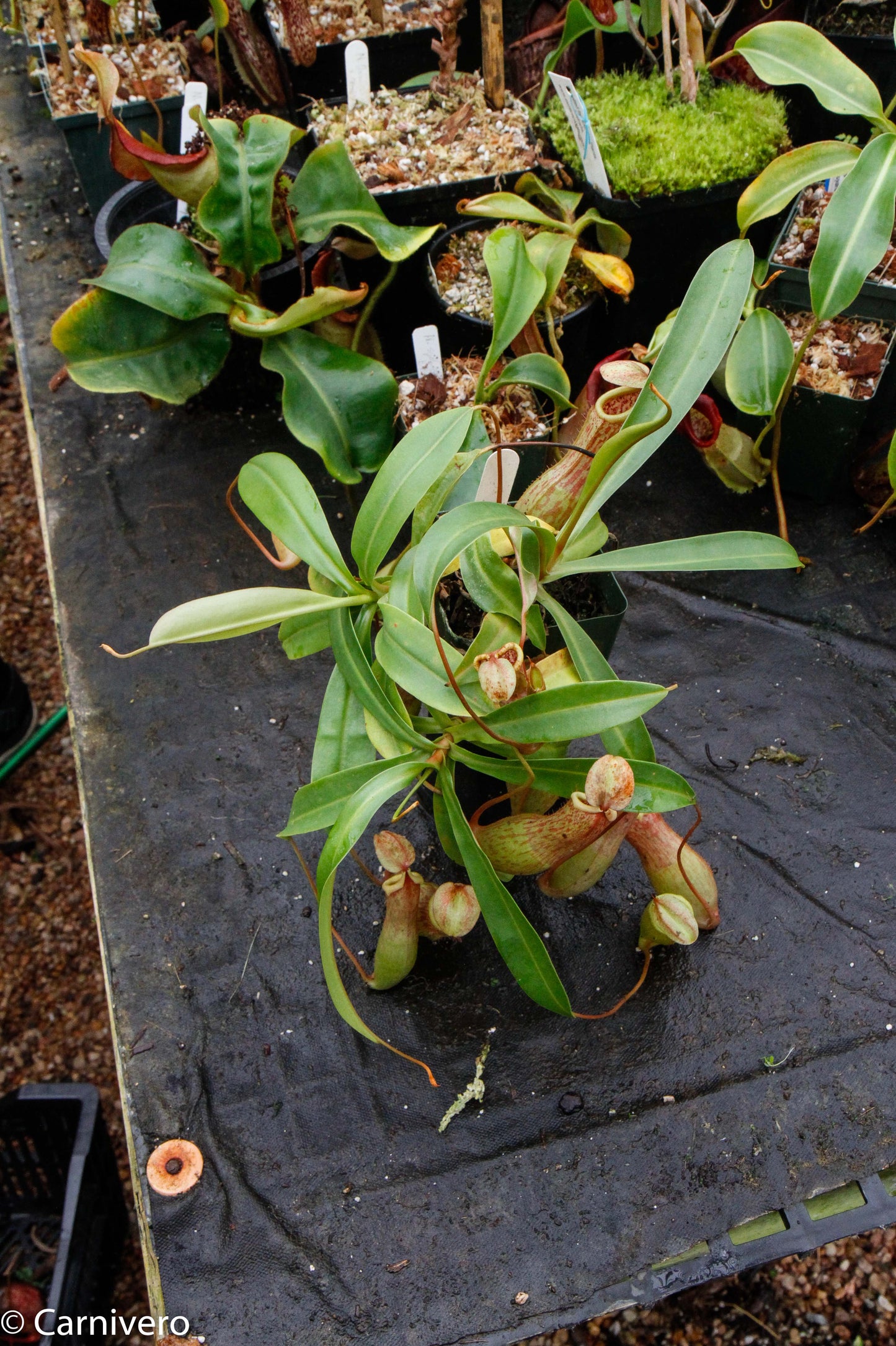 Nepenthes 'Splendid Diana' x ventricosa red, CAR-0019