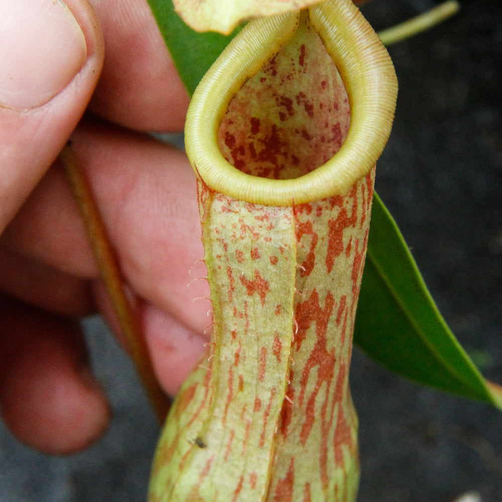
                      
                        Nepenthes 'Splendid Diana' x ventricosa red, CAR-0019
                      
                    