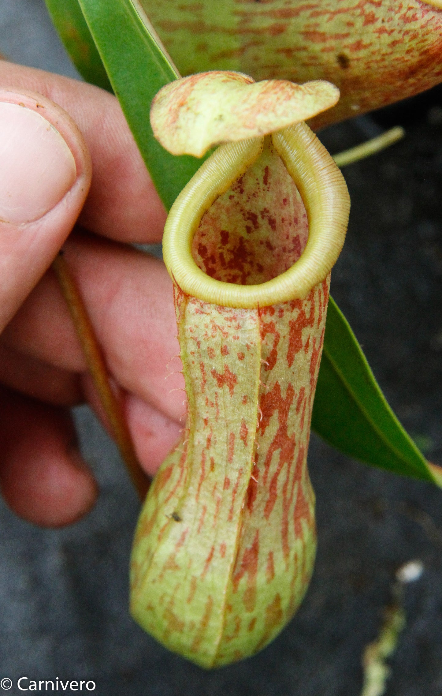Nepenthes 'Splendid Diana' x ventricosa red, CAR-0019