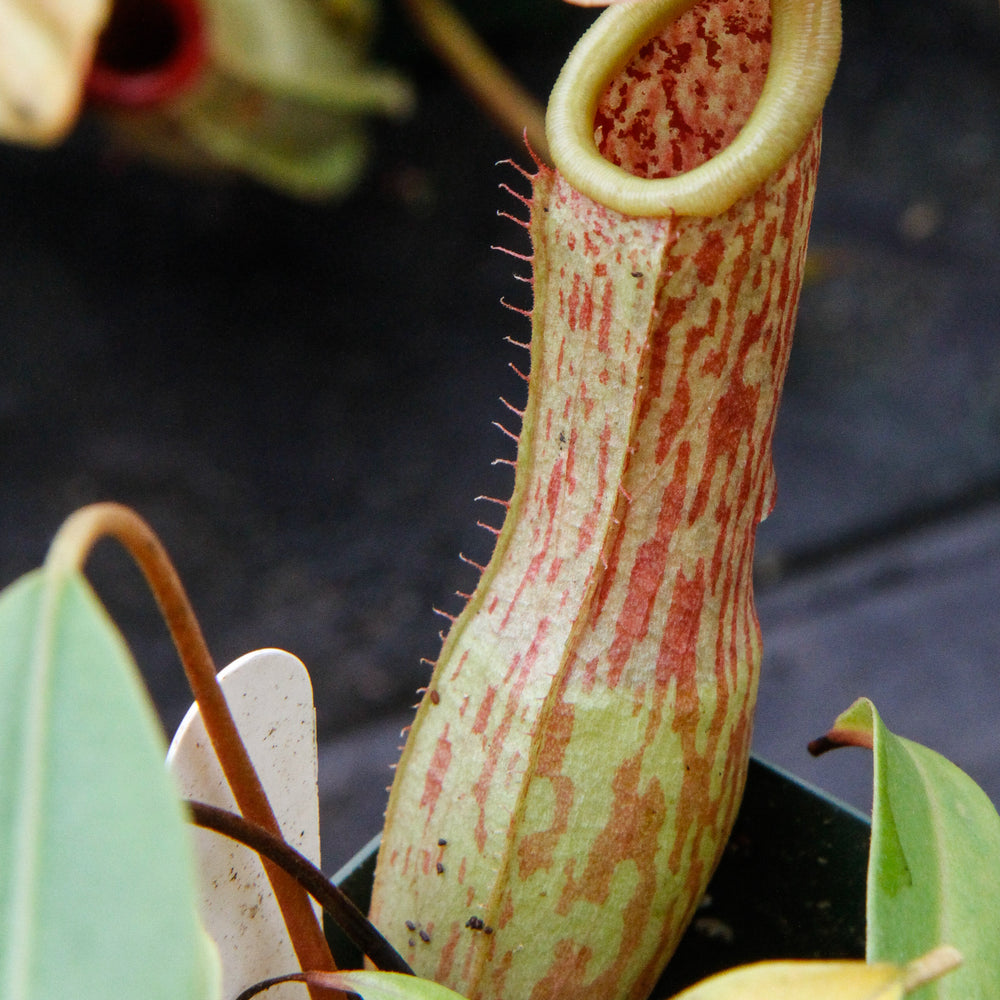 
                      
                        Nepenthes 'Splendid Diana' x ventricosa red, CAR-0019
                      
                    