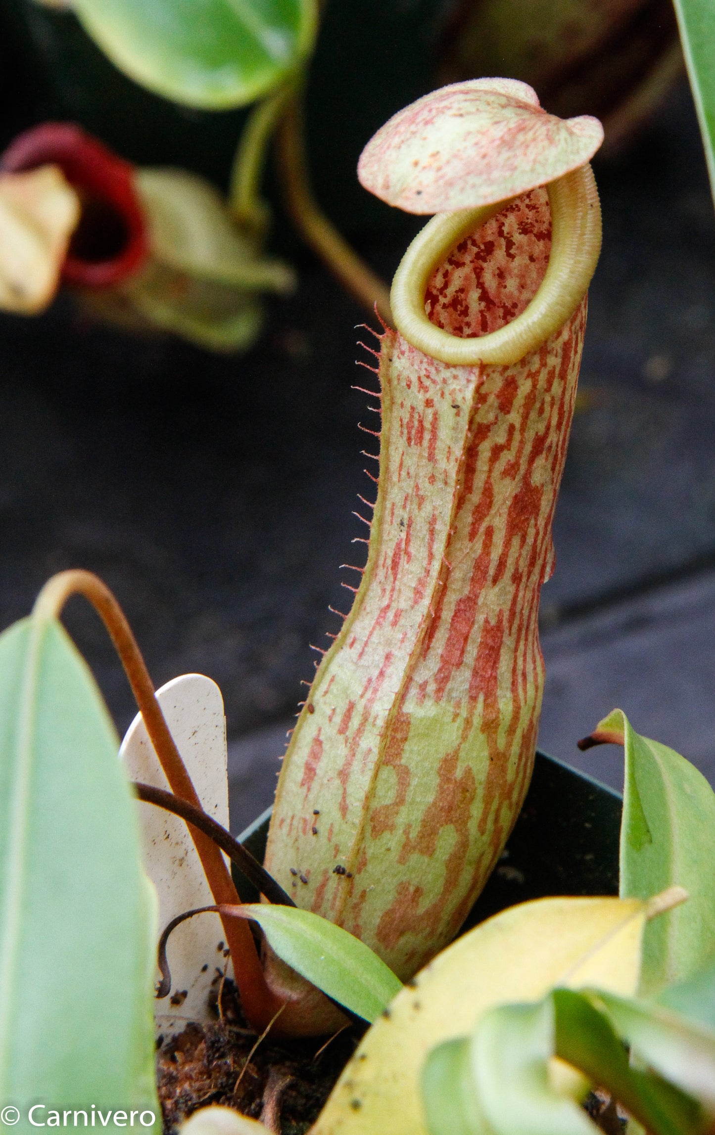 Nepenthes 'Splendid Diana' x ventricosa red, CAR-0019