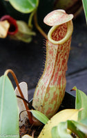 Nepenthes 'Splendid Diana' x ventricosa red, CAR-0019