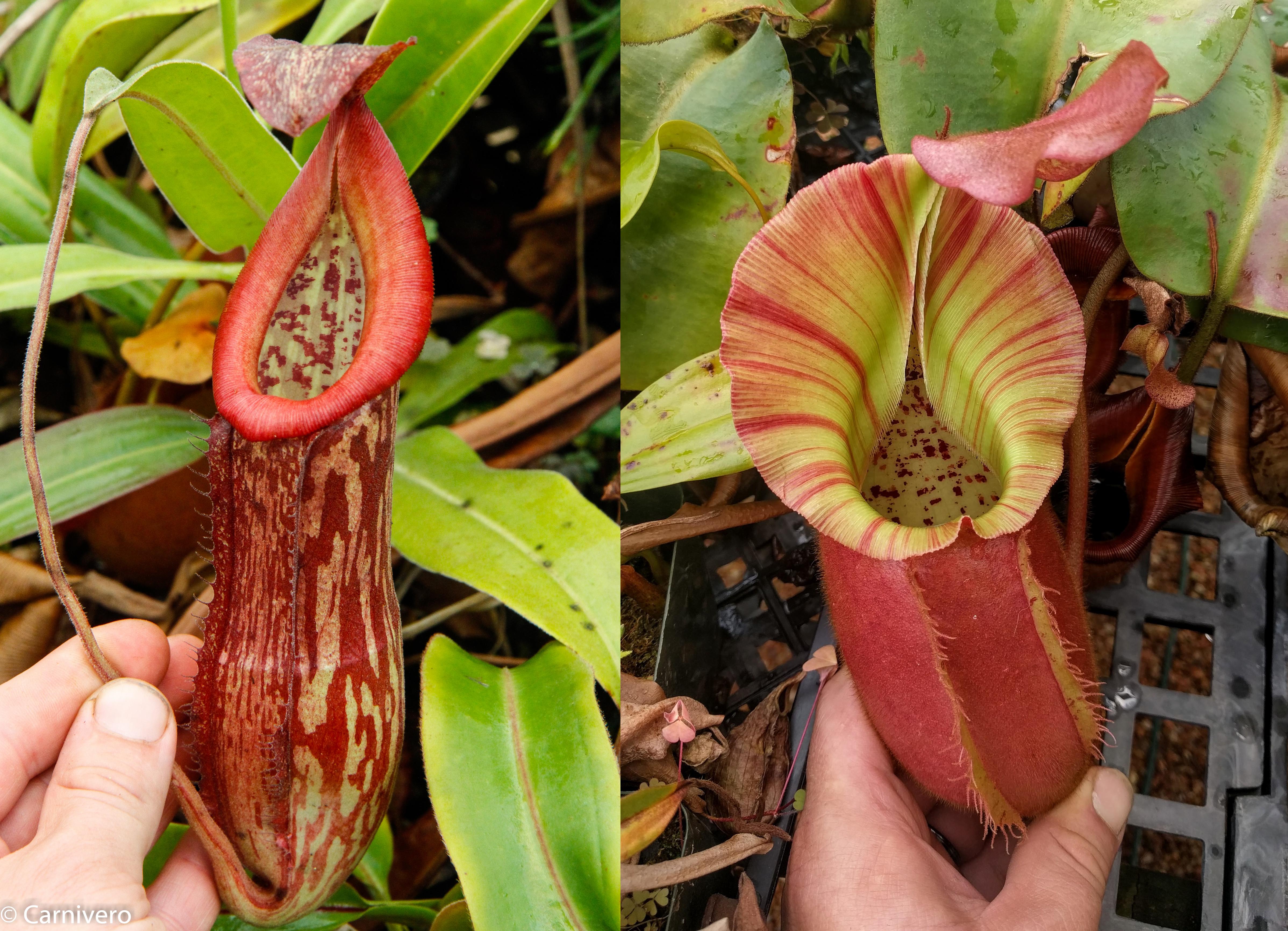 Nepenthes 'Splendid Diana' x veitchii 
