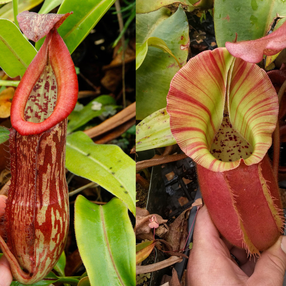 
                      
                        Nepenthes 'Splendid Diana' x veitchii "Pink Candy Cane", CAR-0032
                      
                    