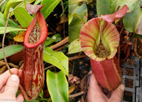 Nepenthes 'Splendid Diana' x veitchii "Pink Candy Cane", CAR-0032