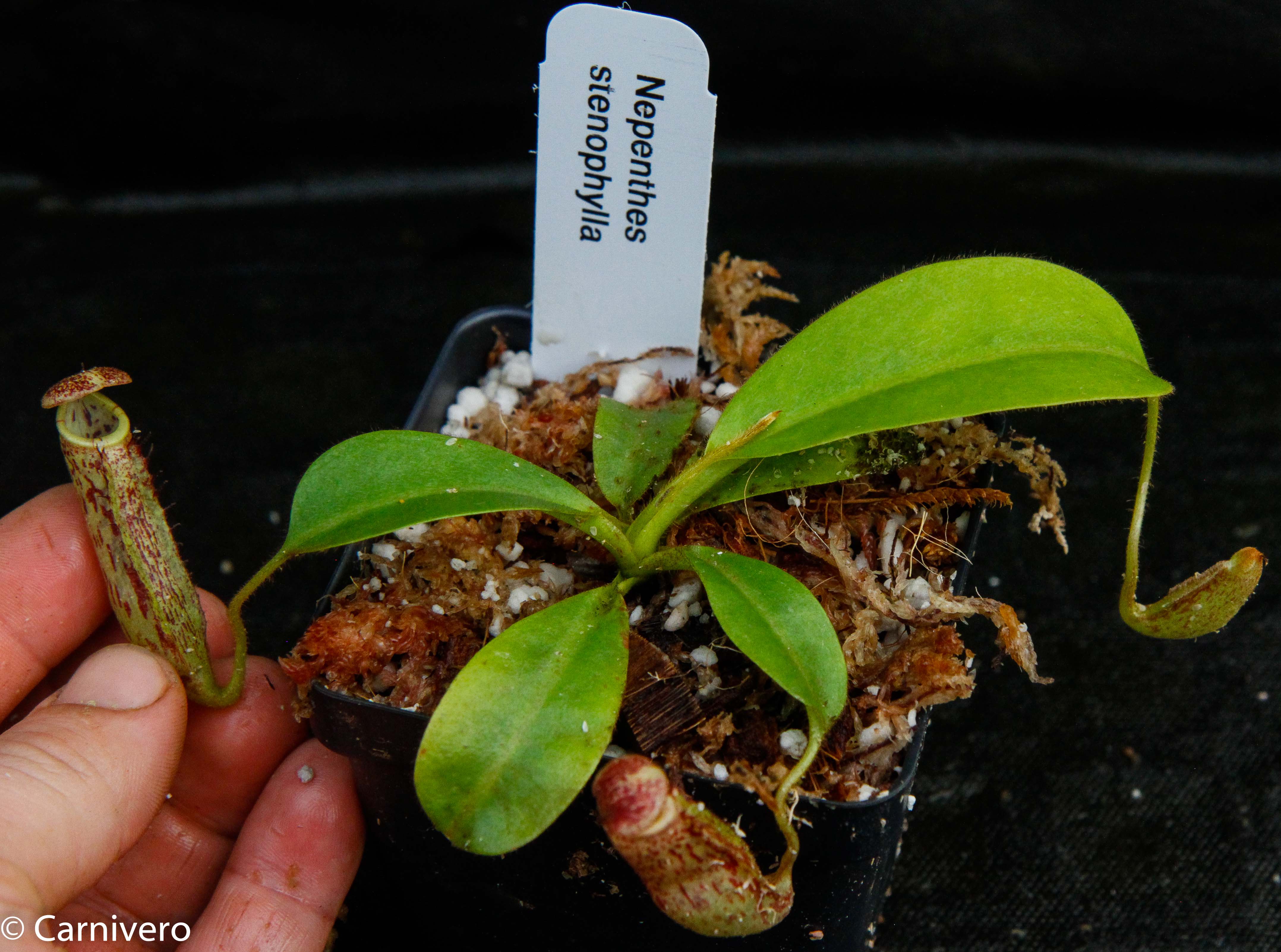 Nepenthes stenophylla, CAR-0133 – Carnivero