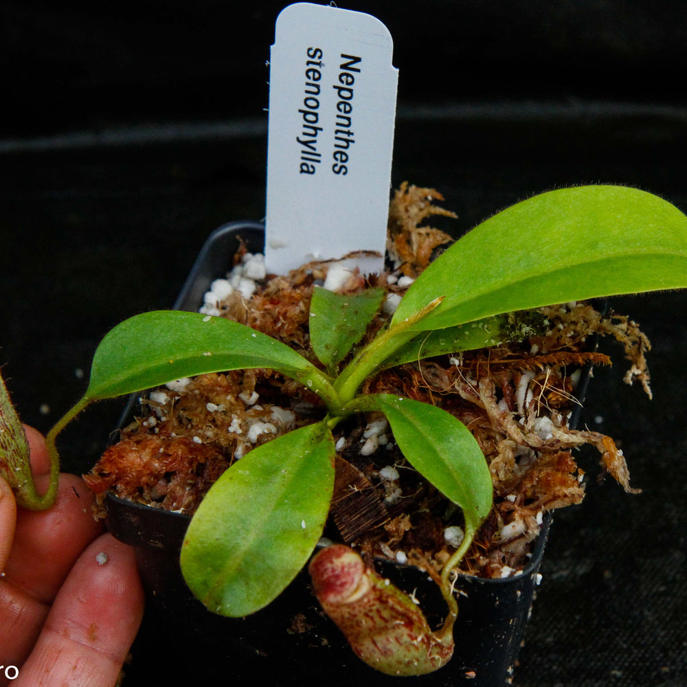 
                      
                        Nepenthes stenophylla, CAR-0133
                      
                    