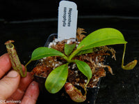 Nepenthes stenophylla, CAR-0133