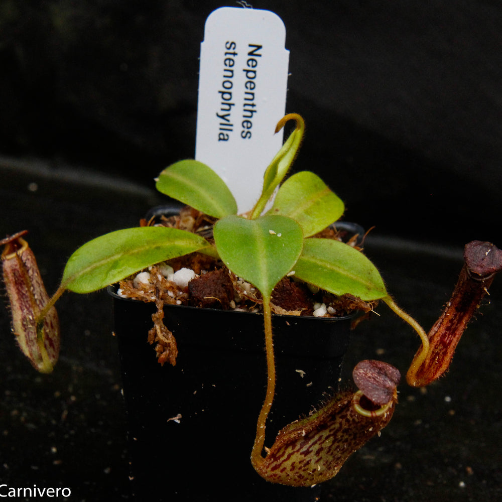 
                      
                        Nepenthes stenophylla, CAR-0133
                      
                    