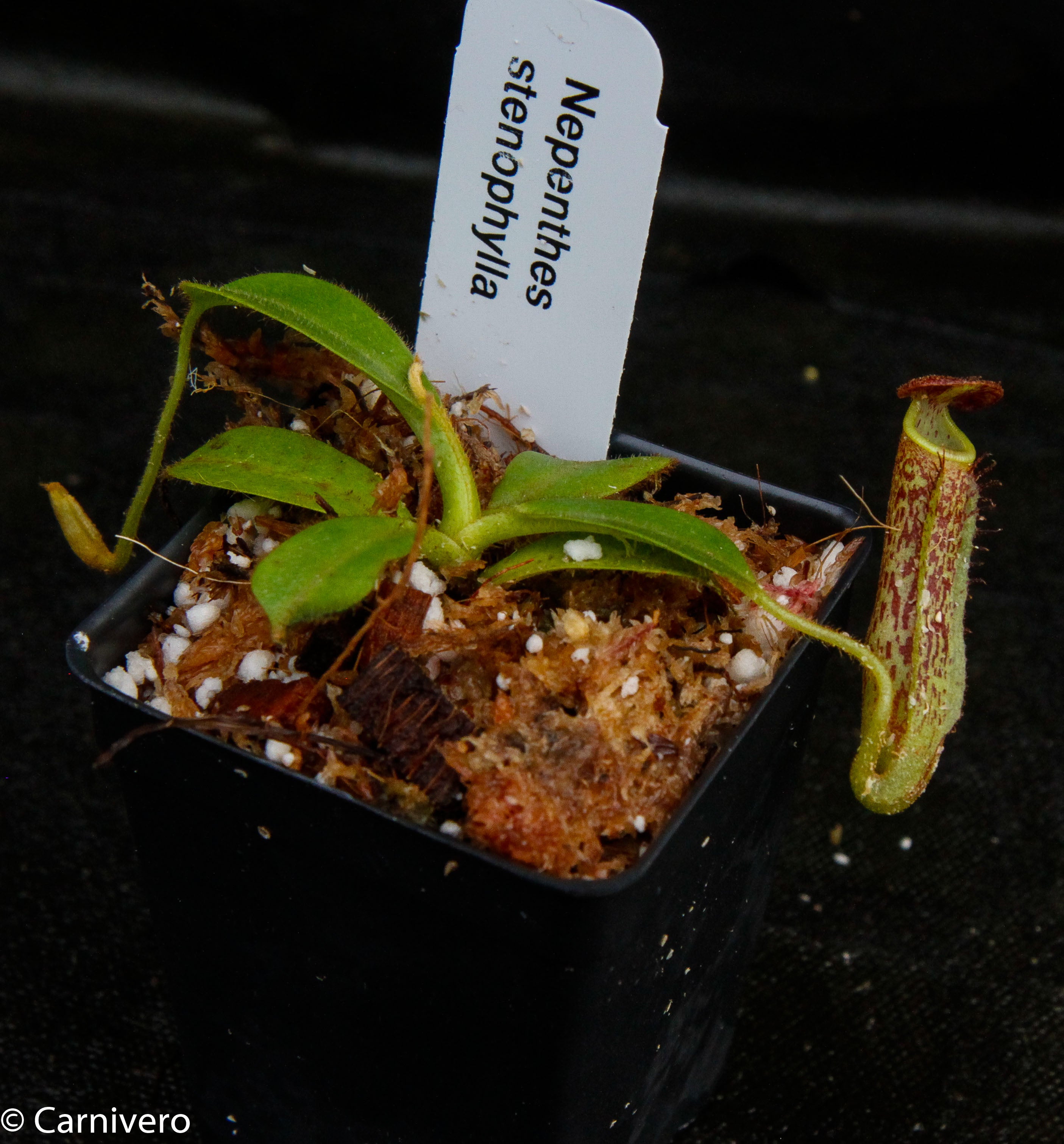 NepenthesStenophylla-