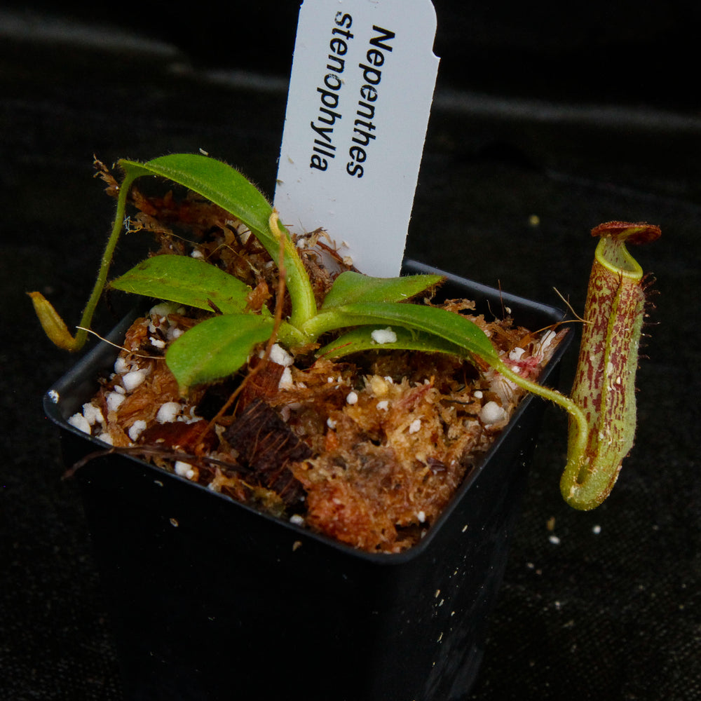 
                      
                        Nepenthes stenophylla, CAR-0133
                      
                    