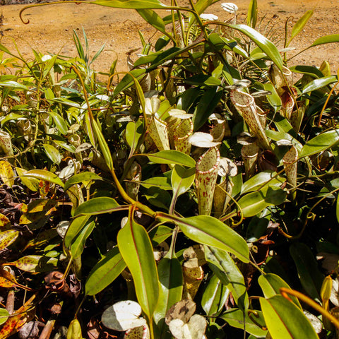 Dense clump of Nepenthes stenophylla with numerous green leaves and pale speckled pitchers in bright sun