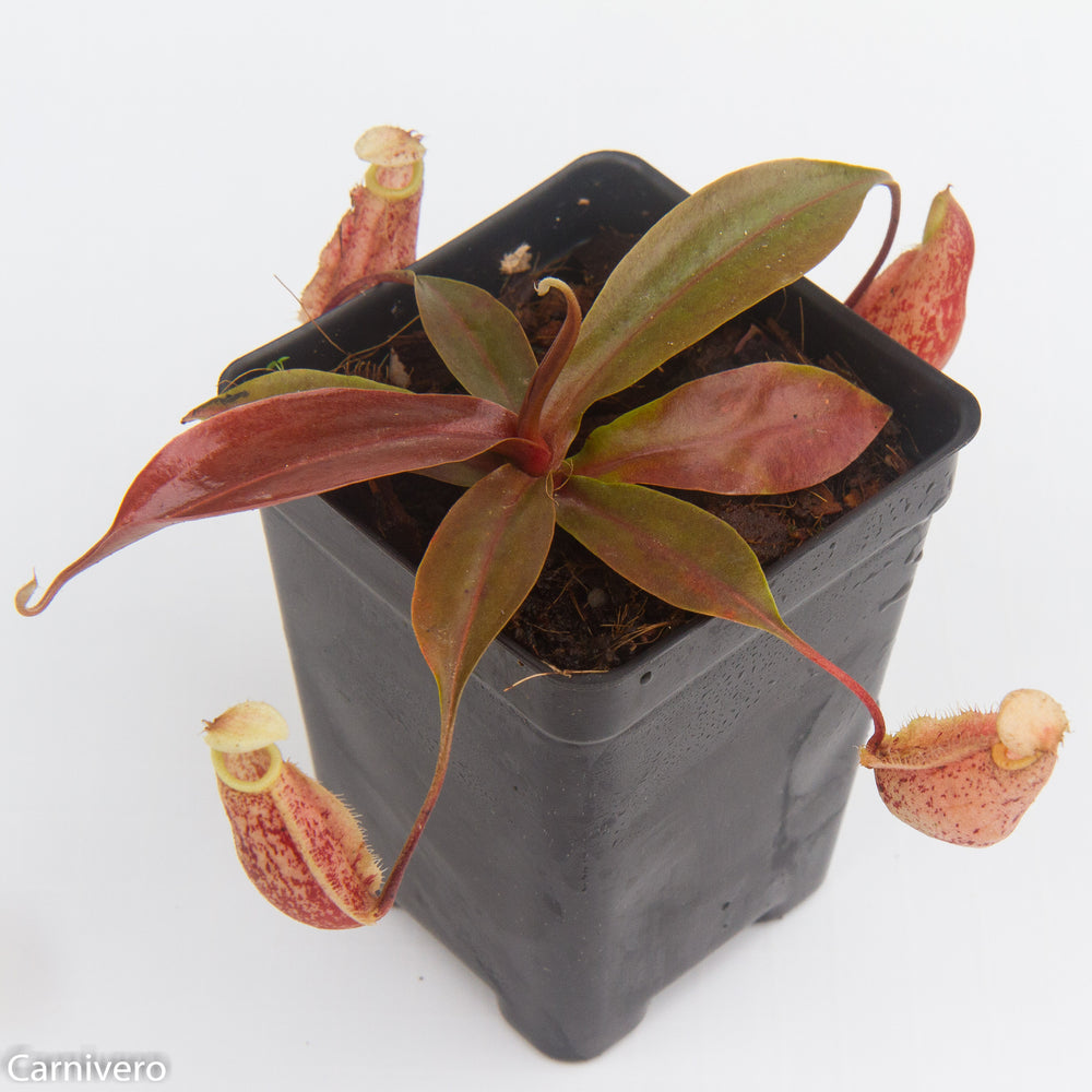 
                      
                        Nepenthes 'Suki'
                      
                    