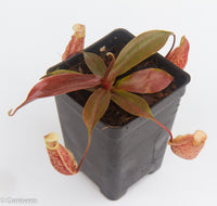 Nepenthes 'Suki'