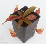 Nepenthes 'Suki'